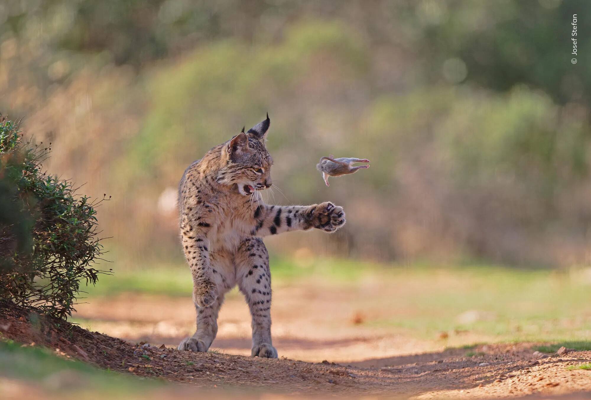 Un jeune lynx lance un rongeur en l’air pour s’amuser avant de le dévorer.