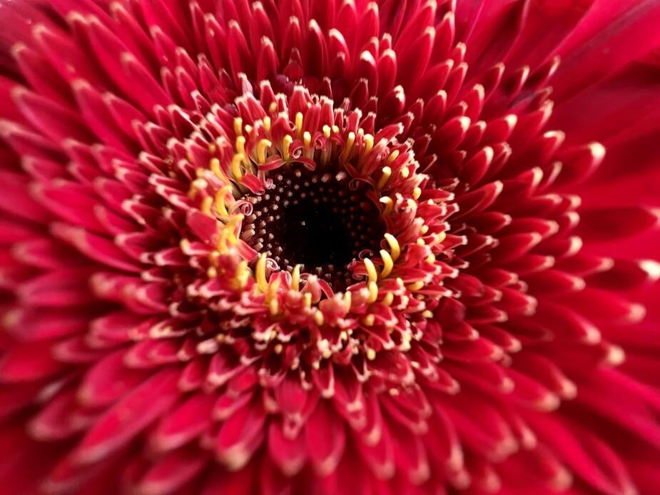 Macrophotographie sur l'iPhone 13 Pro