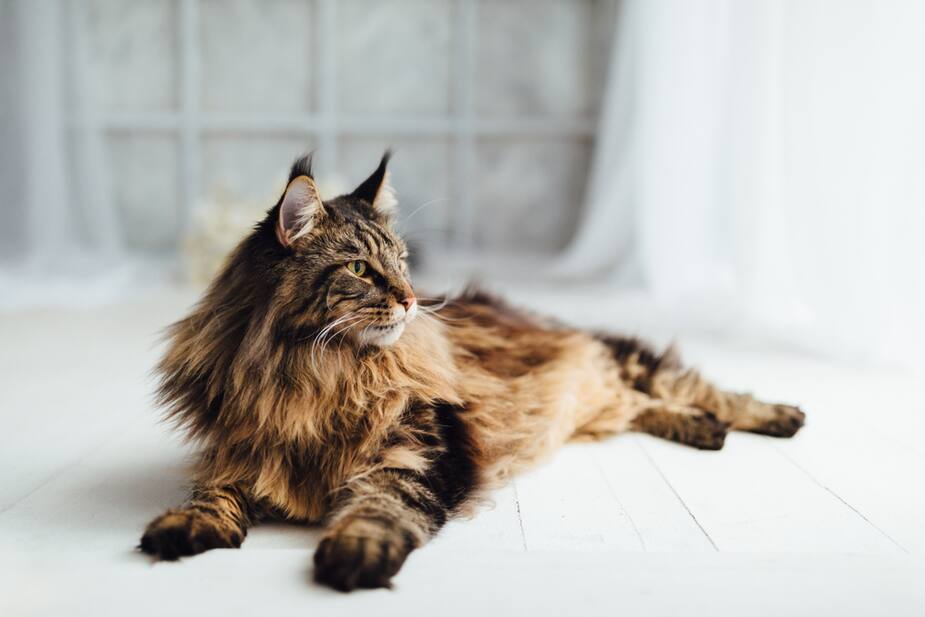 11 Choses Etonnantes A Savoir Sur Le Chat Maine Coon Salut Bonjour 11 Choses Etonnantes A Savoir Sur Le Chat Maine Coon Salut Bonjour