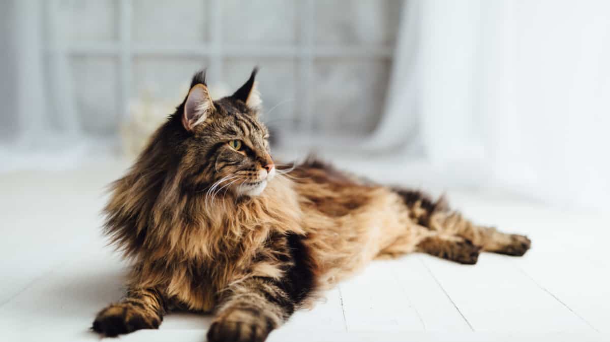 11 Choses Etonnantes A Savoir Sur Le Chat Maine Coon Salut Bonjour 11 Choses Etonnantes A Savoir Sur Le Chat Maine Coon Salut Bonjour