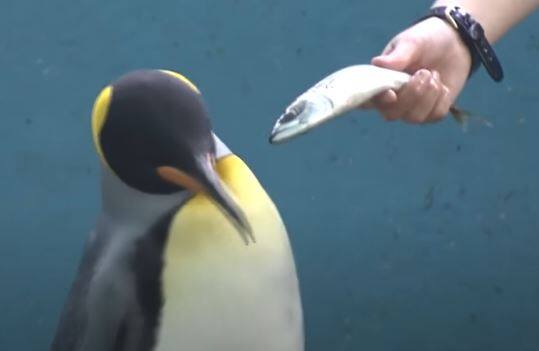 EN VID&Eacute;O | Des manchots en maudit contre l&rsquo;inflation