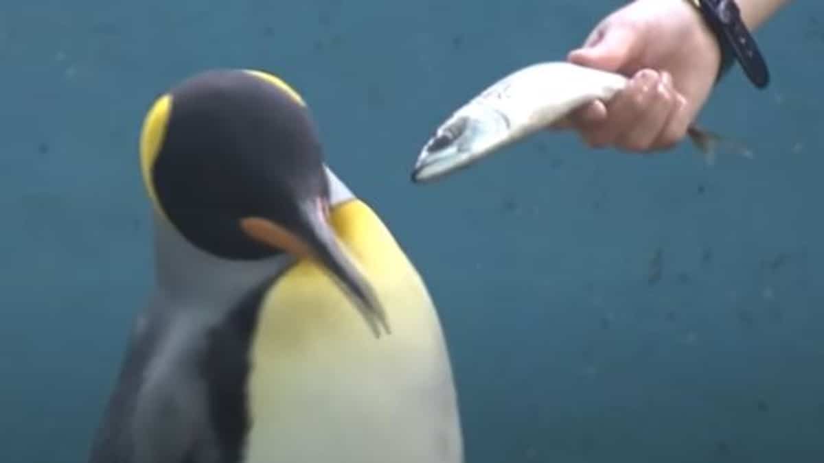 EN VIDÉO | Des manchots en maudit contre l’inflation