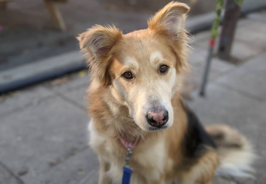 Image principale de l'article SPCA DE MONTRÉAL : Marley cherche une famille