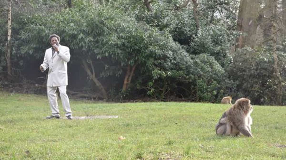 Un zoo embauche un imitateur de Marvin Gaye pour inciter des singes à