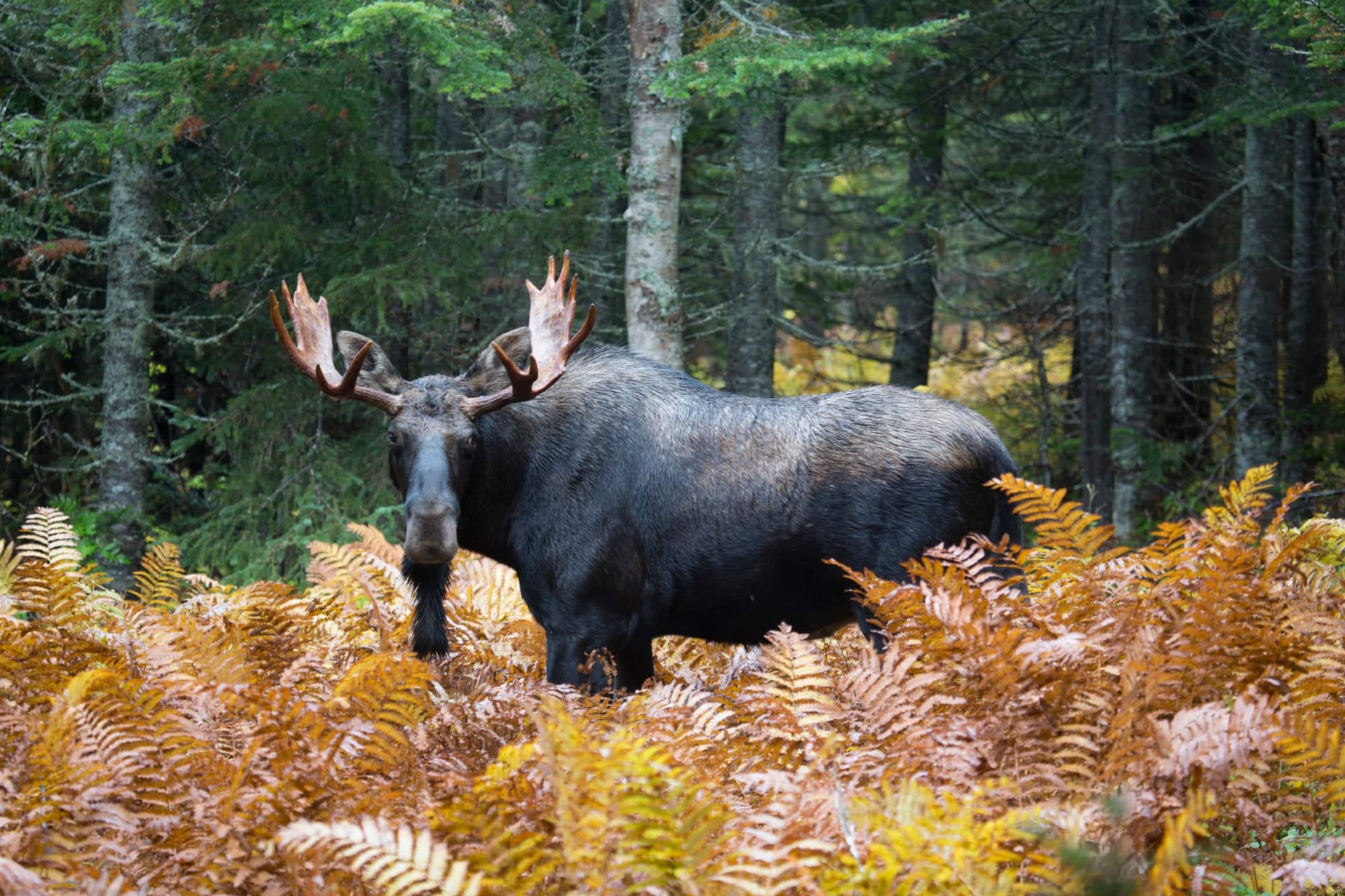 Bonnes chances de succès pour les chasseurs d’orignaux cet automne