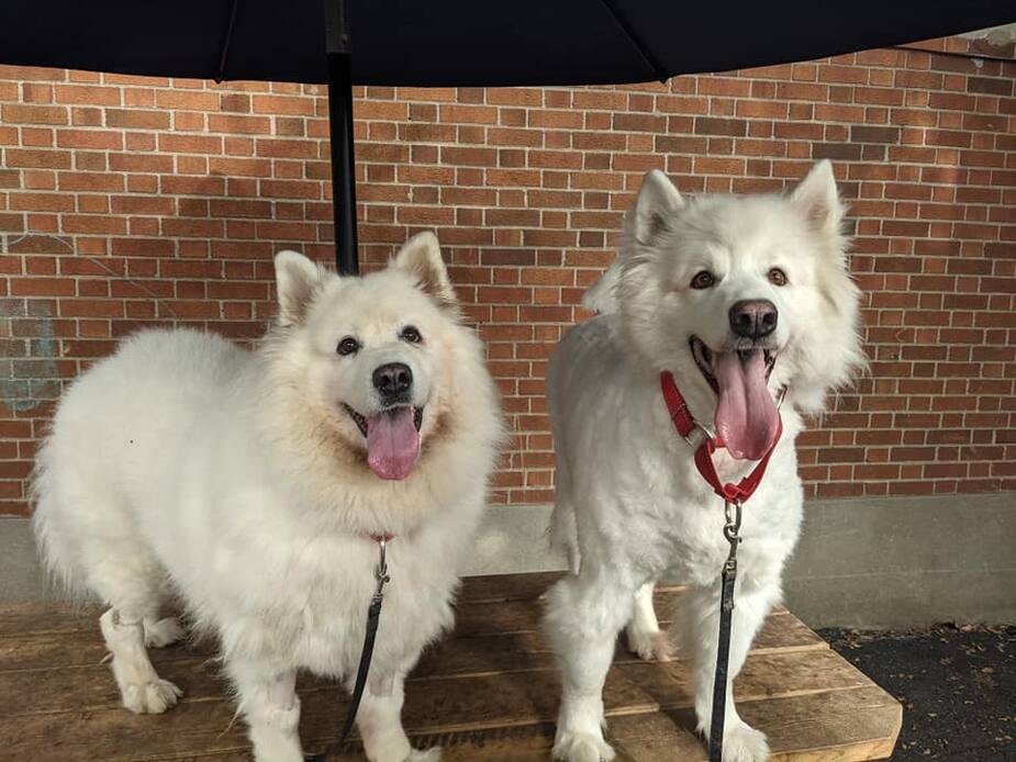 Image principale de l'article SPCA : ces deux chiens se cherchent une famille