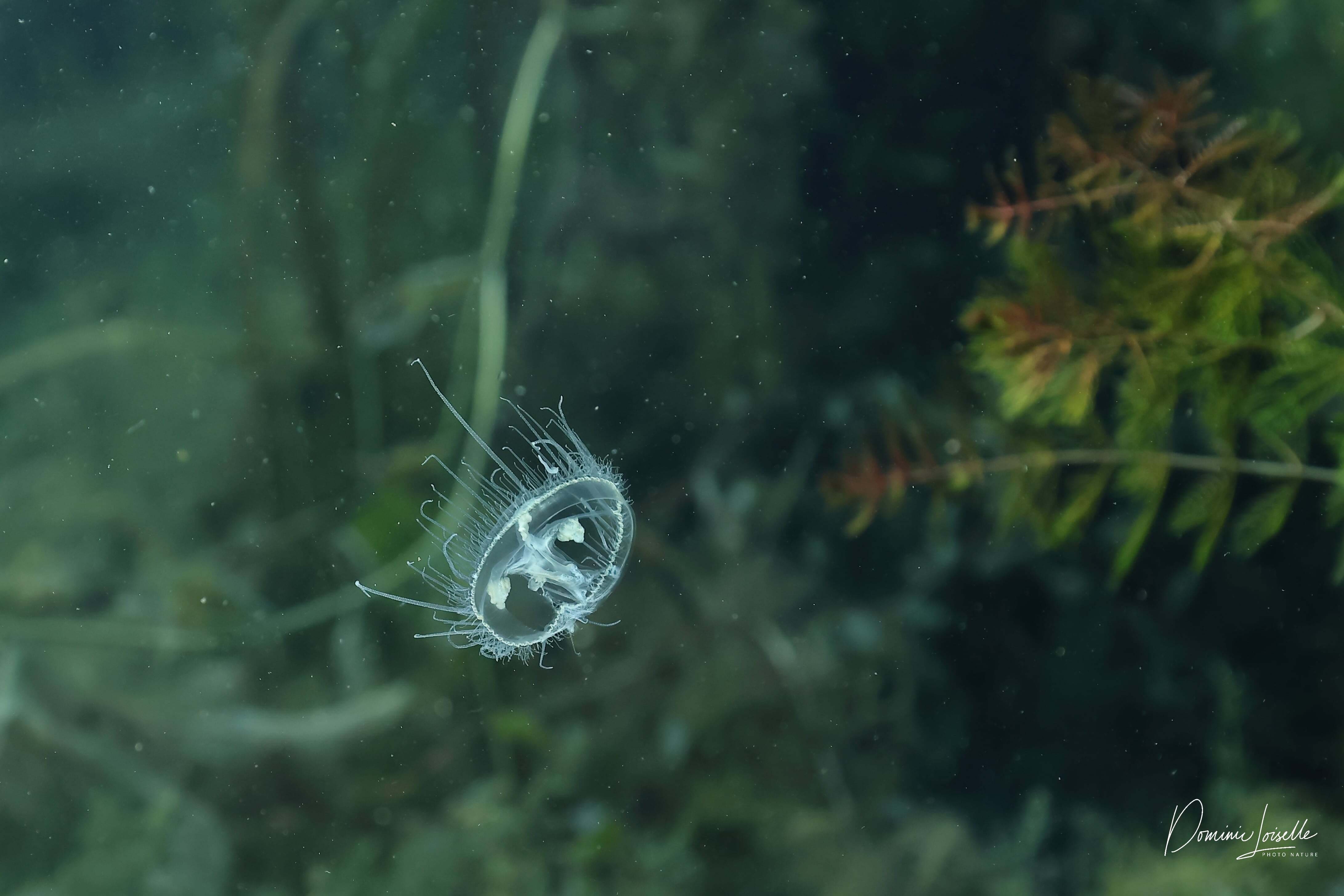 Des méduses dans les lacs du Québec!