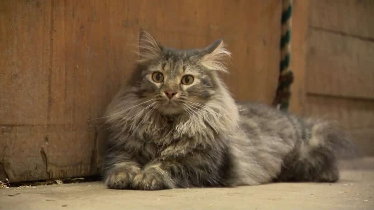 Des chats avec des problèmes de comportement adoptés par des propriétaires de fermes