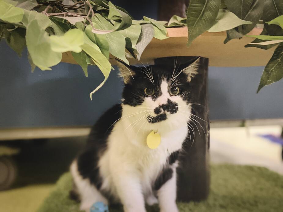 Image principale de l'article SPCA DE MONTRÉAL : Minou cherche foyer accueillant