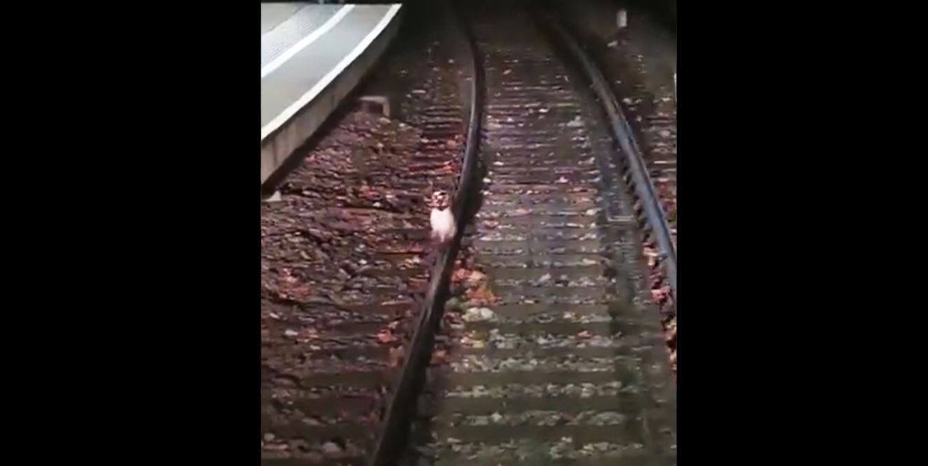 EN IMAGES | Un chat t&ecirc;tu bloque le m&eacute;tro