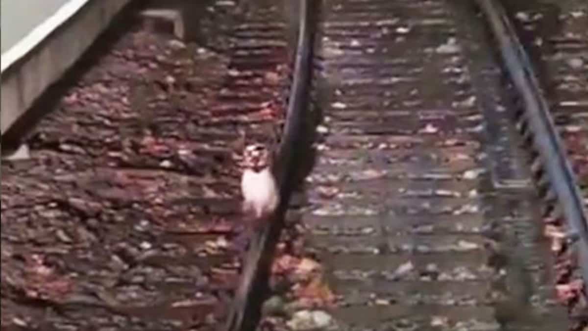 EN IMAGES | Un chat têtu bloque le métro