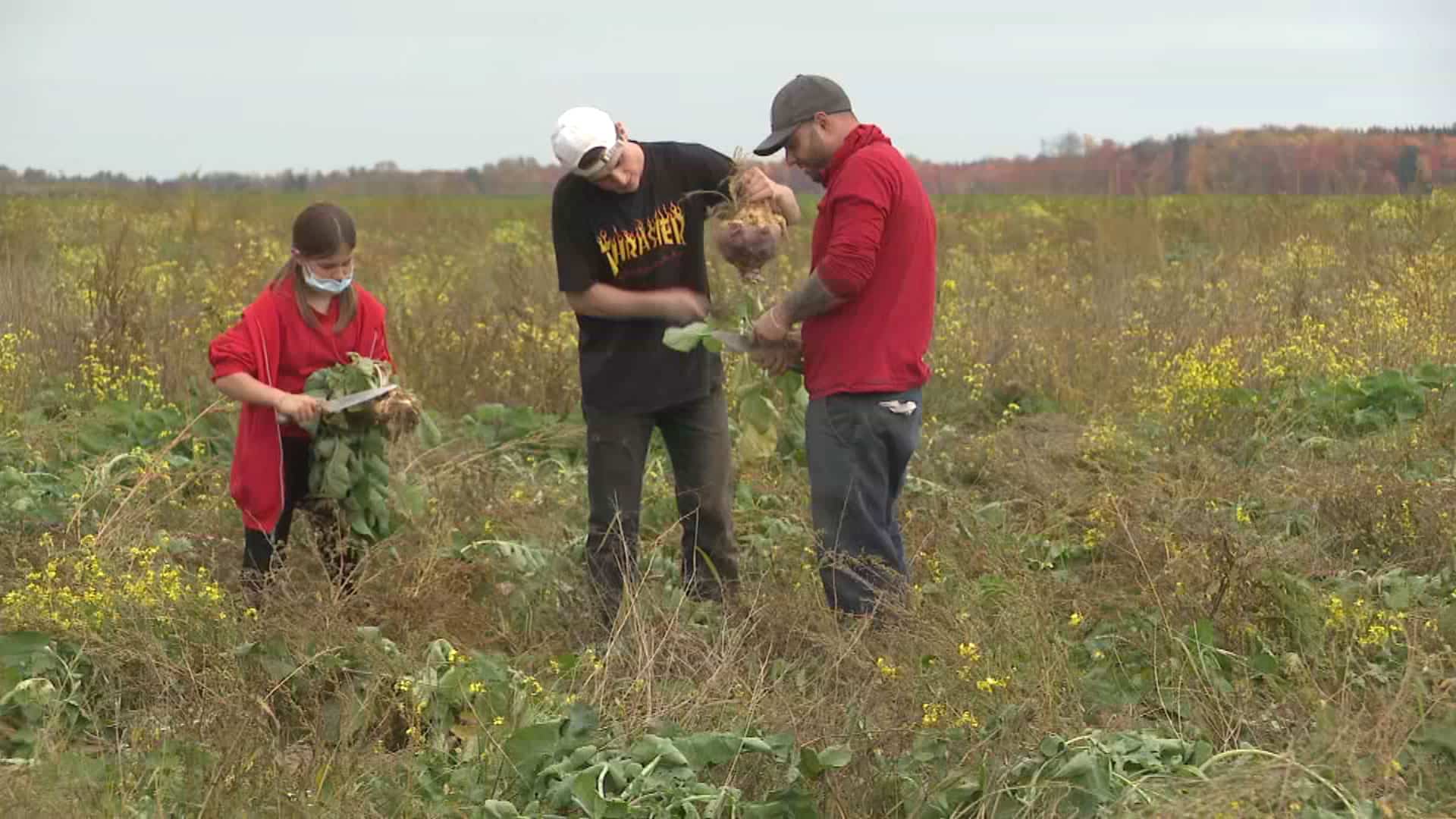 Lotbinière: une récolte destinée aux banques alimentaires