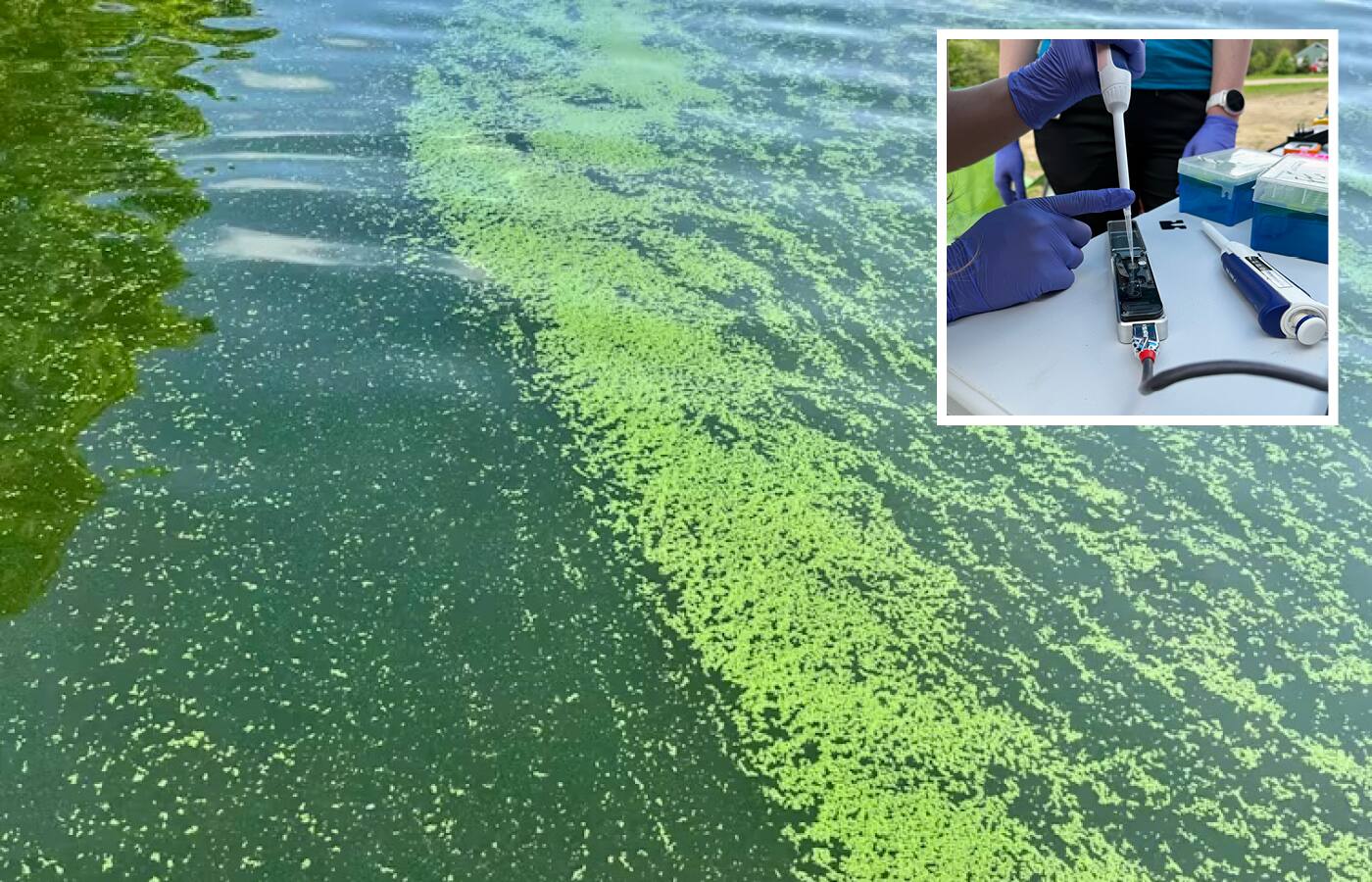 &laquo;Une soupe aux pois dans l&rsquo;eau&raquo;: un test rapide pour d&eacute;tecter les algues bleu-vert