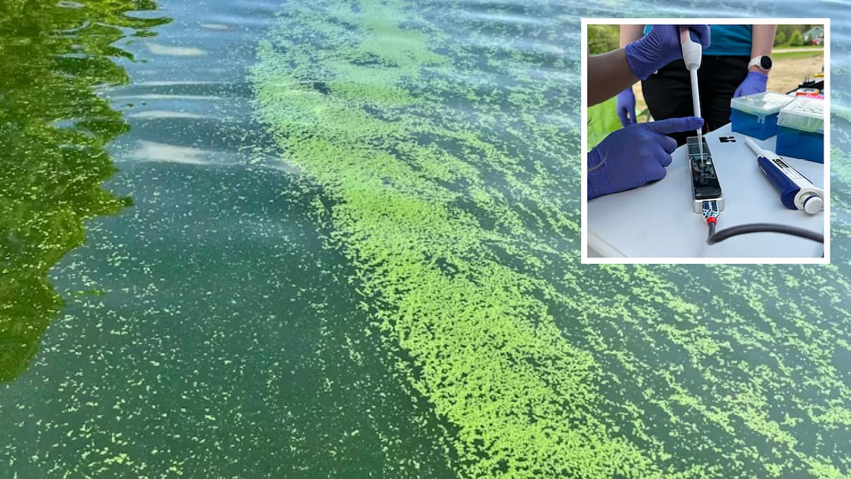 «Une soupe aux pois dans l’eau»: un test rapide pour détecter les algues bleu-vert