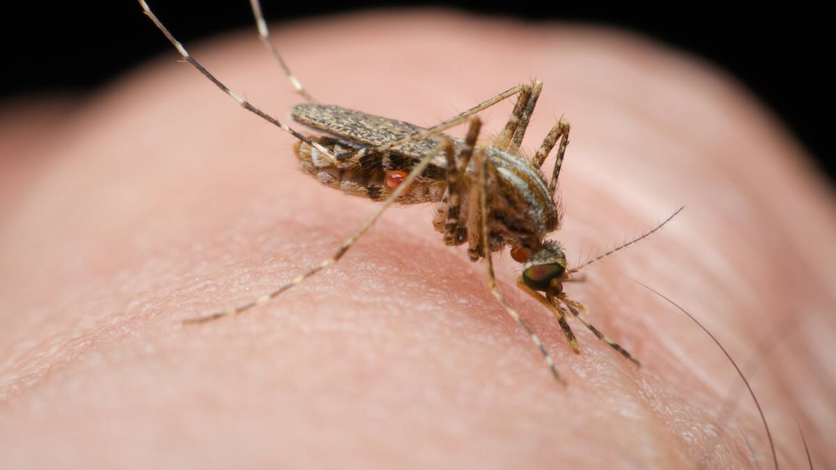 Une personne meurt d'une rare maladie transmise par les moustiques dans le New Hampshire