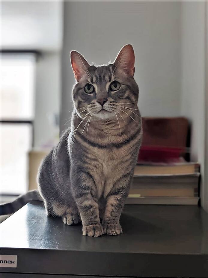 Image principale de l'article SPCA de Montréal : Nala se cherche une famille!