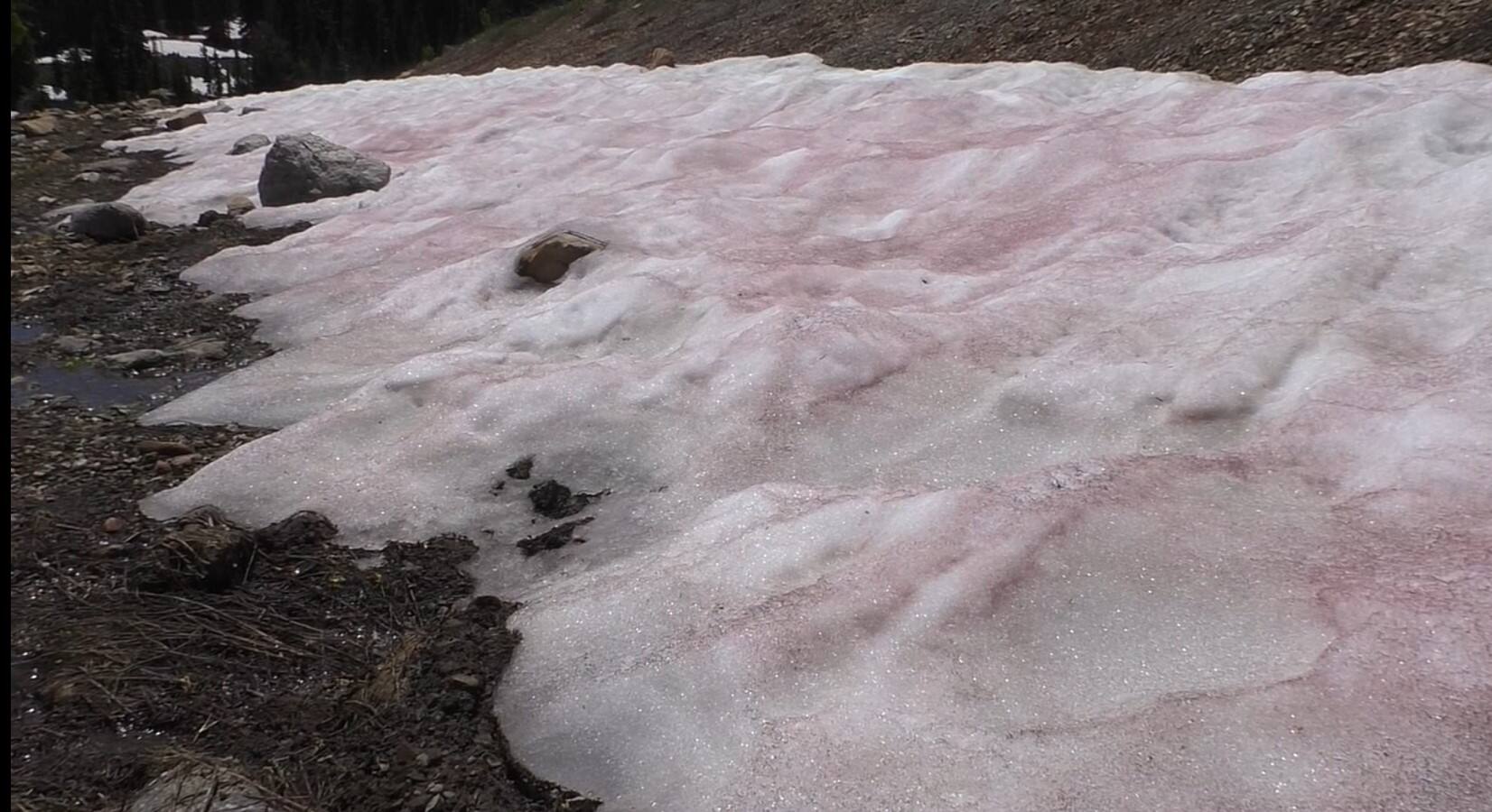 Neige rose en Utah: un phénomène de plus en plus fréquent avec les ...