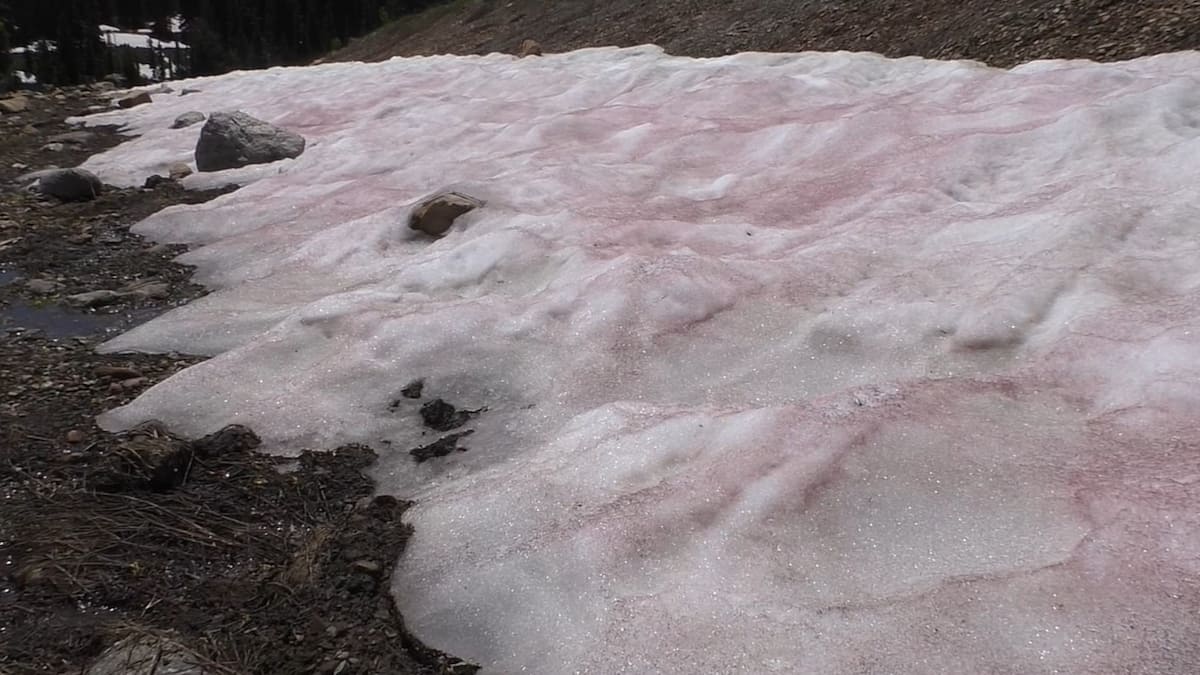 Neige rose en Utah: un phénomène de plus en plus fréquent avec les ...