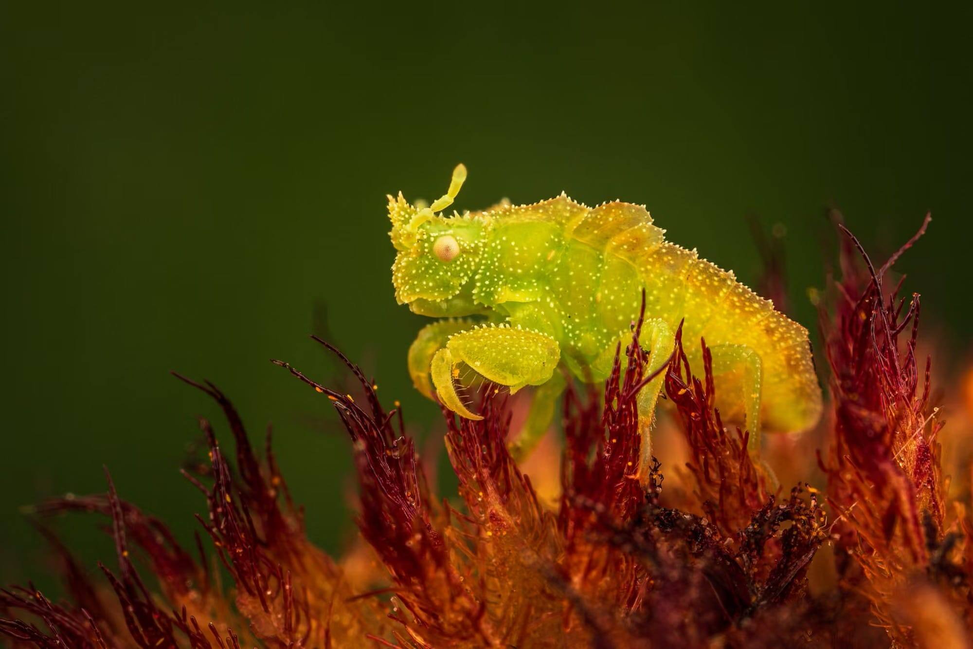 Une nymphe de punaise prédatrice reste immobile dans une fleur, attendant qu’une proie passe près d’elle.