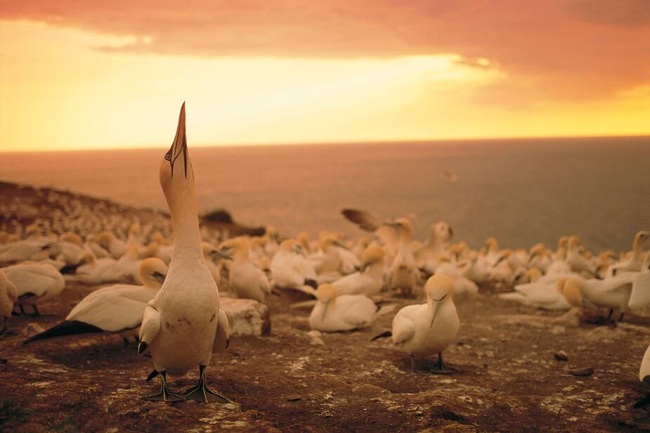 Image principale de l'article Où observer les oiseaux au Québec?