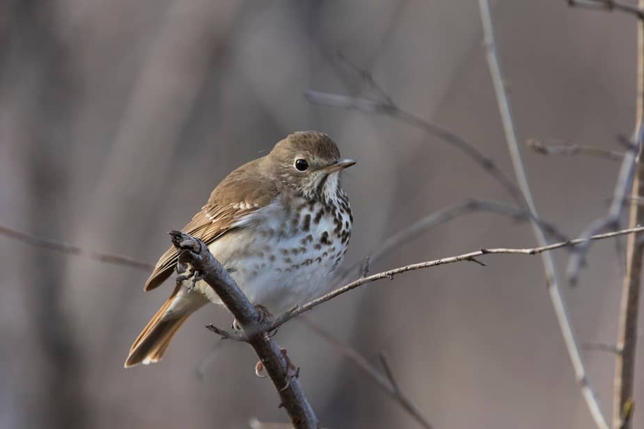 Image principale de l'article Cet oiseau est plus fort qu’un météorologue