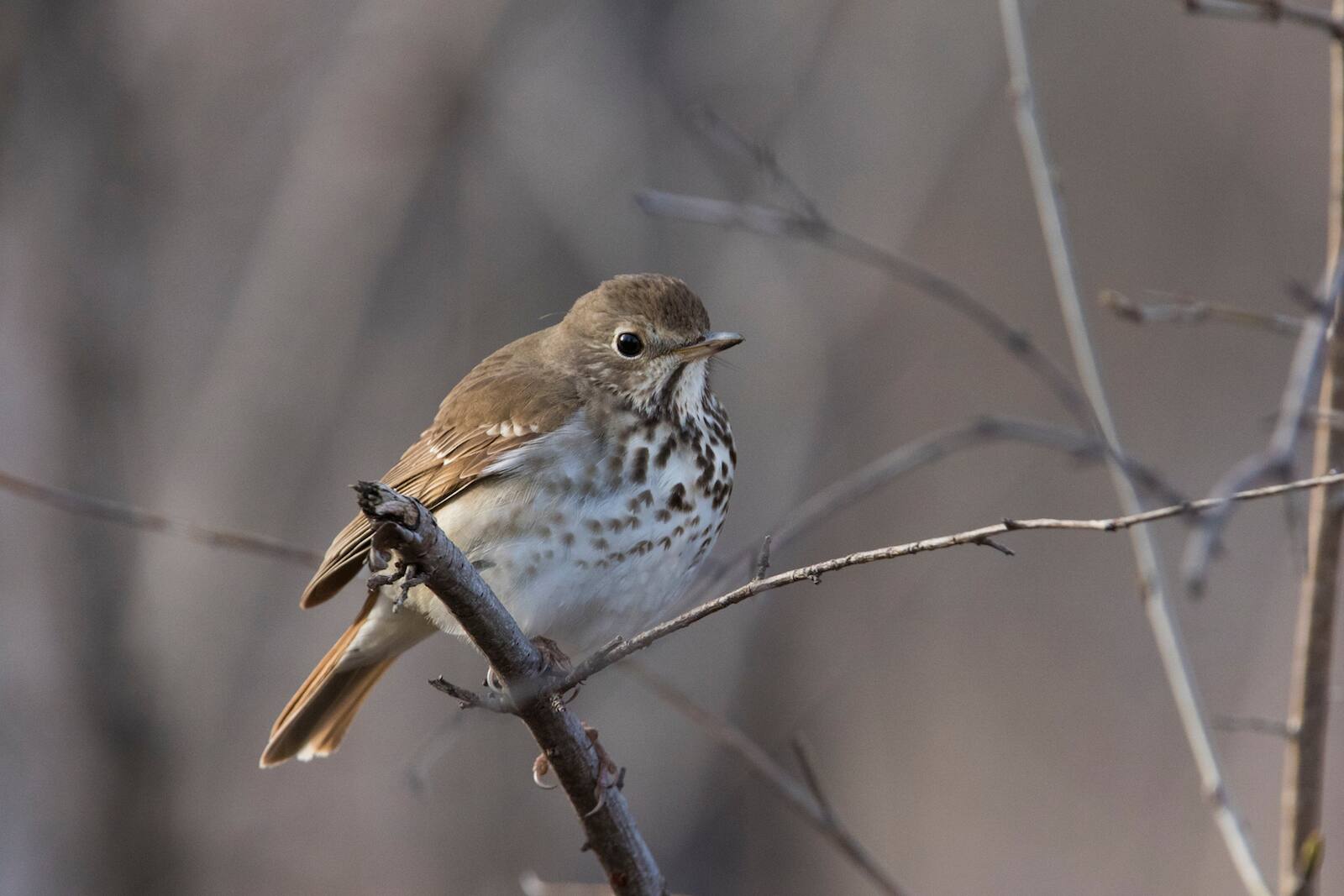 Cet  oiseau est plus fort qu’un météorologue