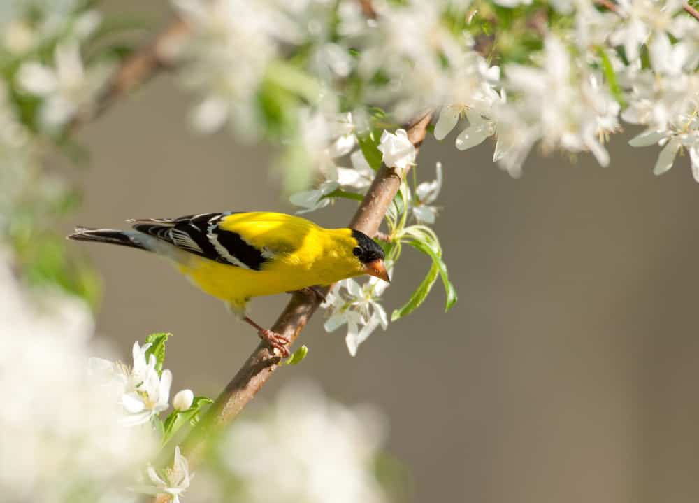 7 espèces d'oiseaux à observer en mai au Québec