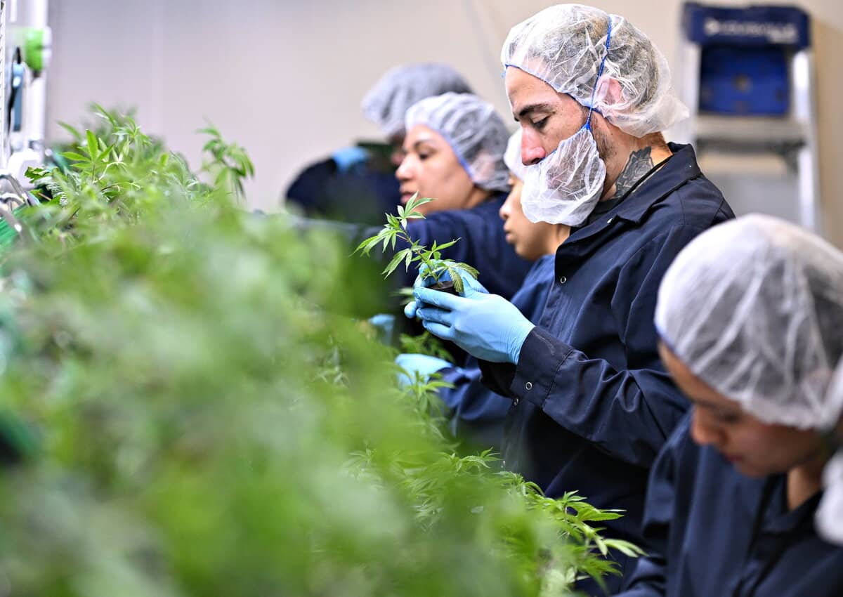 Ono Cannabis agrandit son usine &agrave; L&eacute;vis et se pr&eacute;pare &agrave; exporter son produit en Allemagne