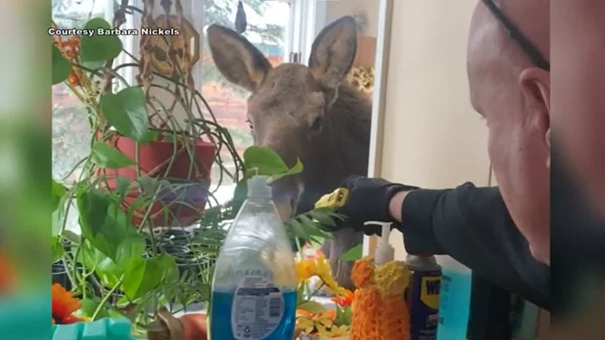 Their dog brings a moose into the house! Their dog brings a moose into the house!