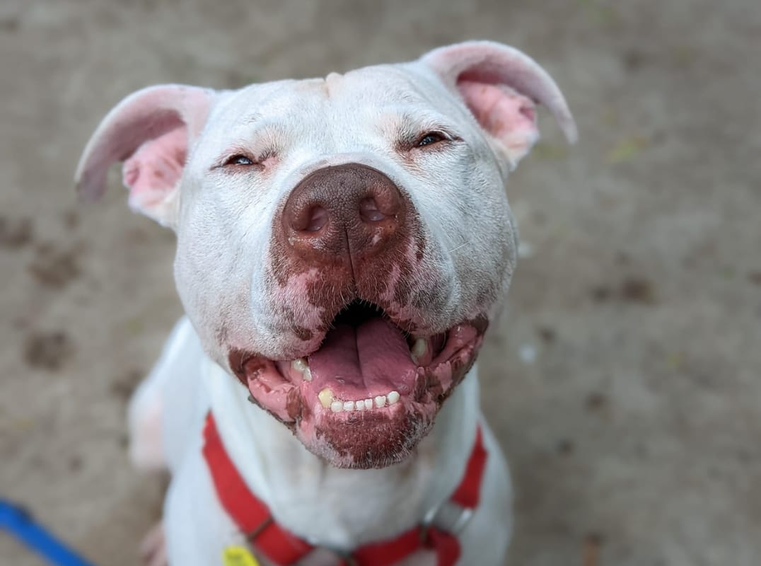 SPCA de Montréal : Oscar se cherche une famille