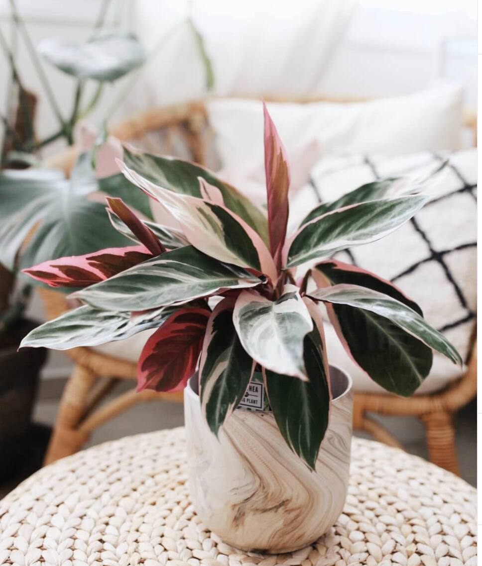 7 plantes roses pour enjoliver sa maison