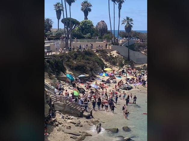 EN VID&Eacute;O | Des touristes pourchass&eacute;s par des lions de mer