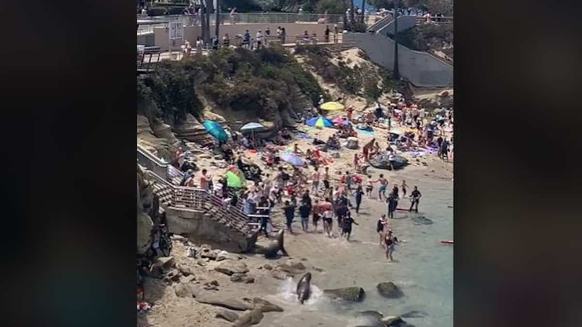 EN VIDÉO | Des touristes pourchassés par des lions de mer