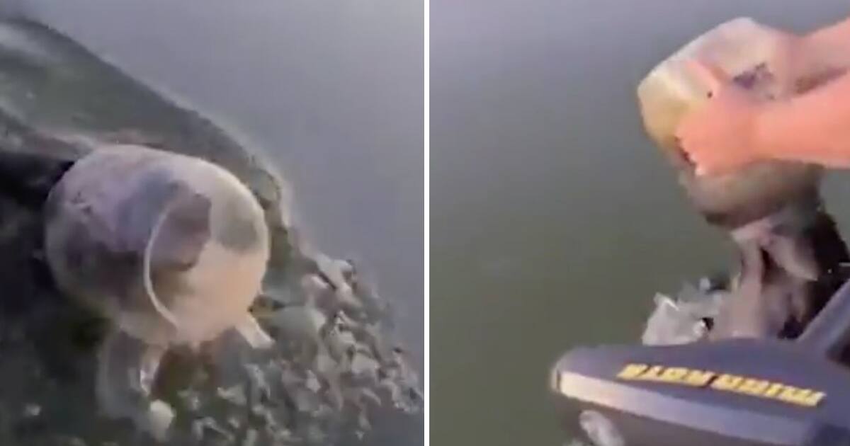 [VIDÉO] Ils aident un ours avec un pot sur la tête