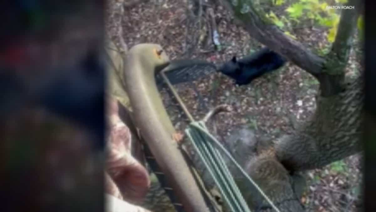 Un ours grimpe à un arbre pour mordre un chasseur