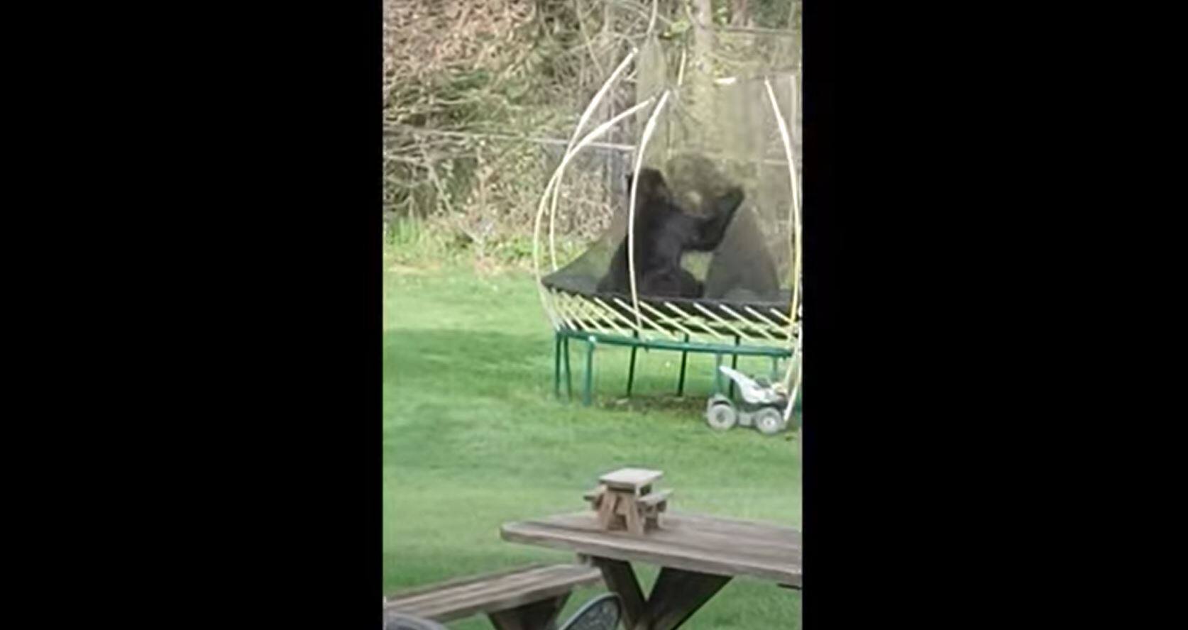 Combat de lutte mignon : deux ours s&rsquo;aventurent sur un trampoline