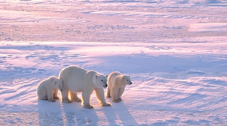 Image principale de l'article L'ours polaire pourrait disparaître d'ici 2100