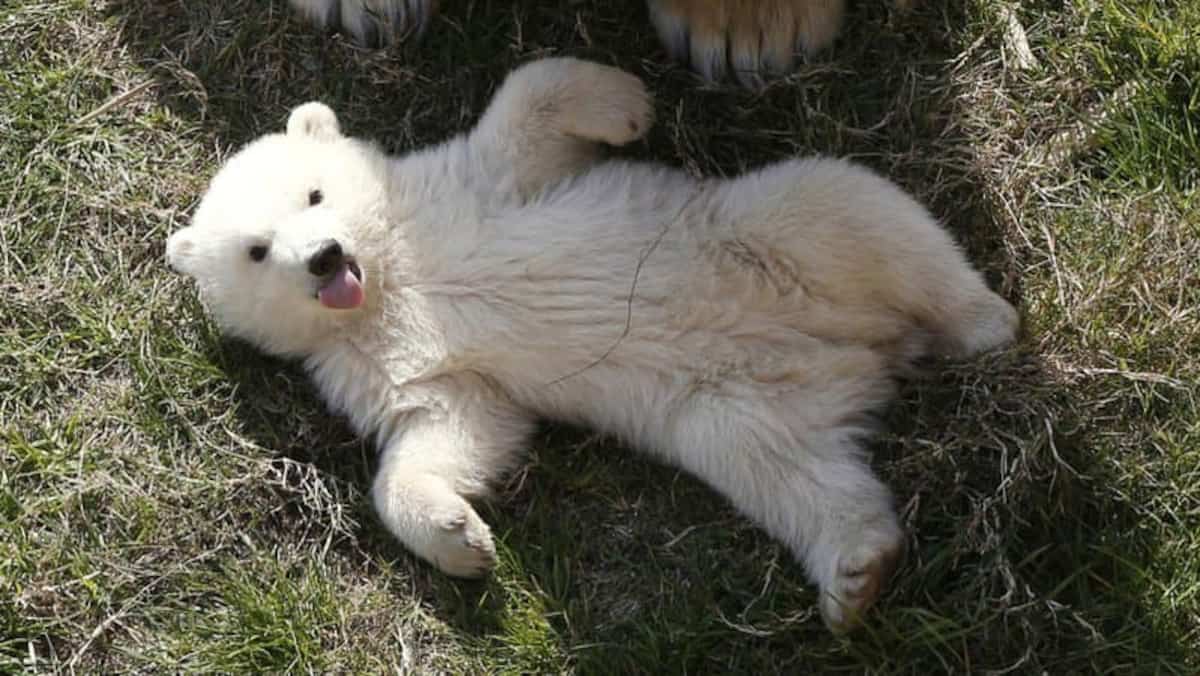 Naissance D Un Ourson Polaire Dans Un Zoo De L Est De La France Tva Nouvelles Naissance D Un Ourson Polaire Dans Un Zoo De L Est De La France Tva Nouvelles