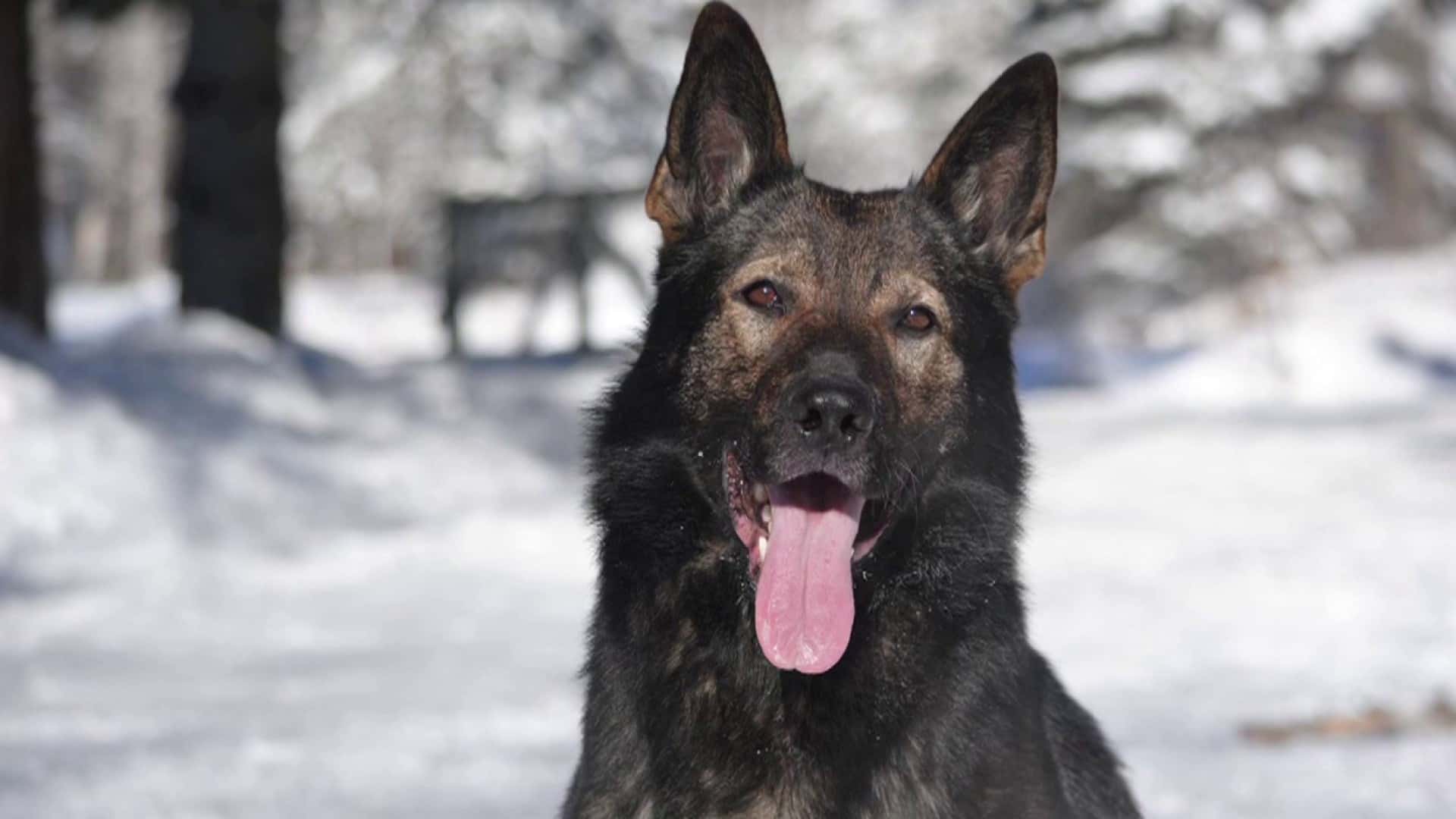 25e anniversaire du Panthéon Québécois des animaux