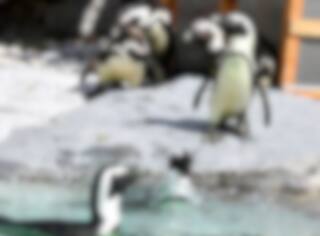 Ils ont volé les oeufs de manchots lesbiennes