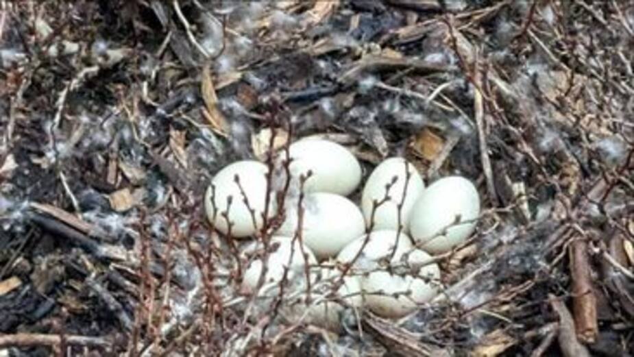 Une cane couve ses œufs à deux pas de Place Ville Marie | 24 heures