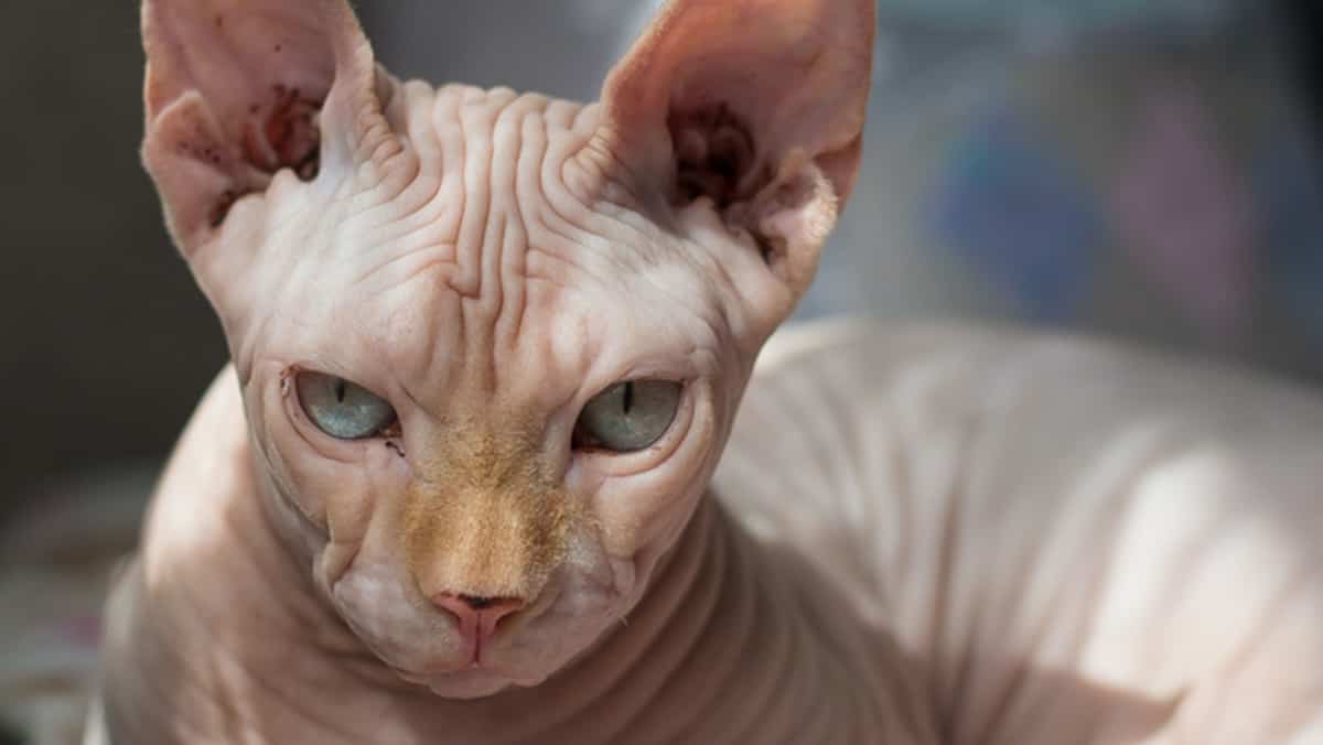 10 Races De Chats Hypoallergeniques Salut Bonjour 10 Races De Chats Hypoallergeniques Salut Bonjour