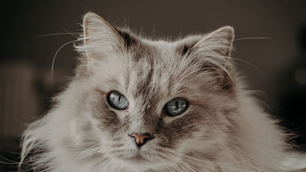 Top 25 De Mignons Noms De Chat Femelle Salut Bonjour Top 25 De Mignons Noms De Chat Femelle Salut Bonjour