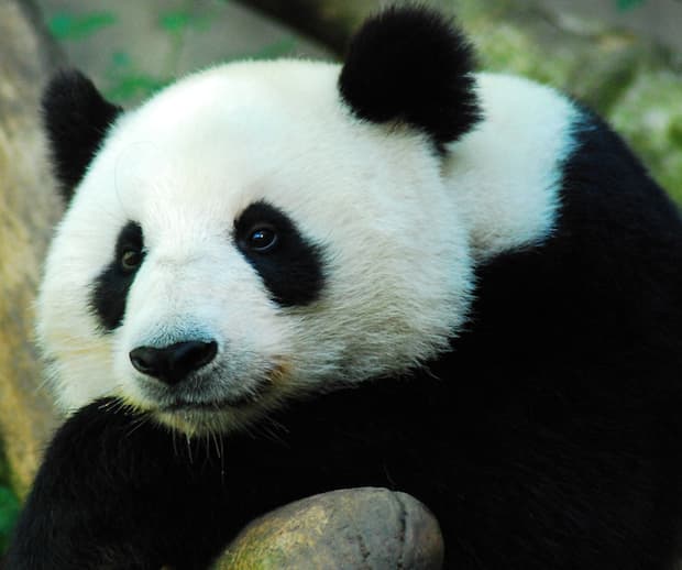 Image principale de l'article Le panda géant n'est plus menacé d'extinction