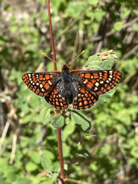 La dernière chenille connue d'un papillon menacé d'extinction meurt