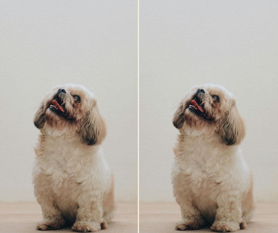 Pourquoi mon chien jappe tant?