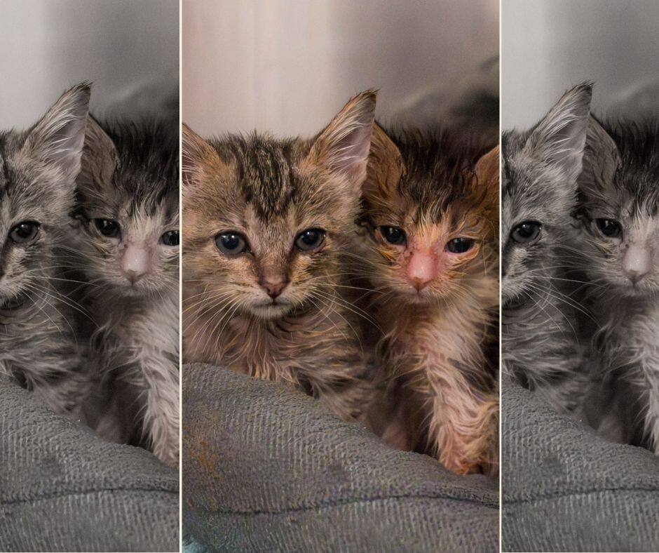 Qui veut accueillir et soigner ces chatons?