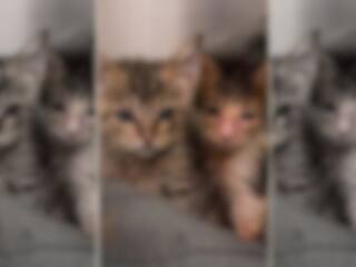 Qui veut accueillir et soigner ces chatons?