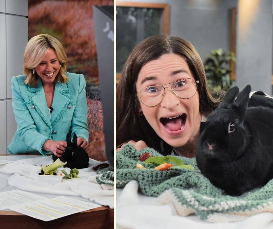 Ce duo poilu cherche une maison pour la vie