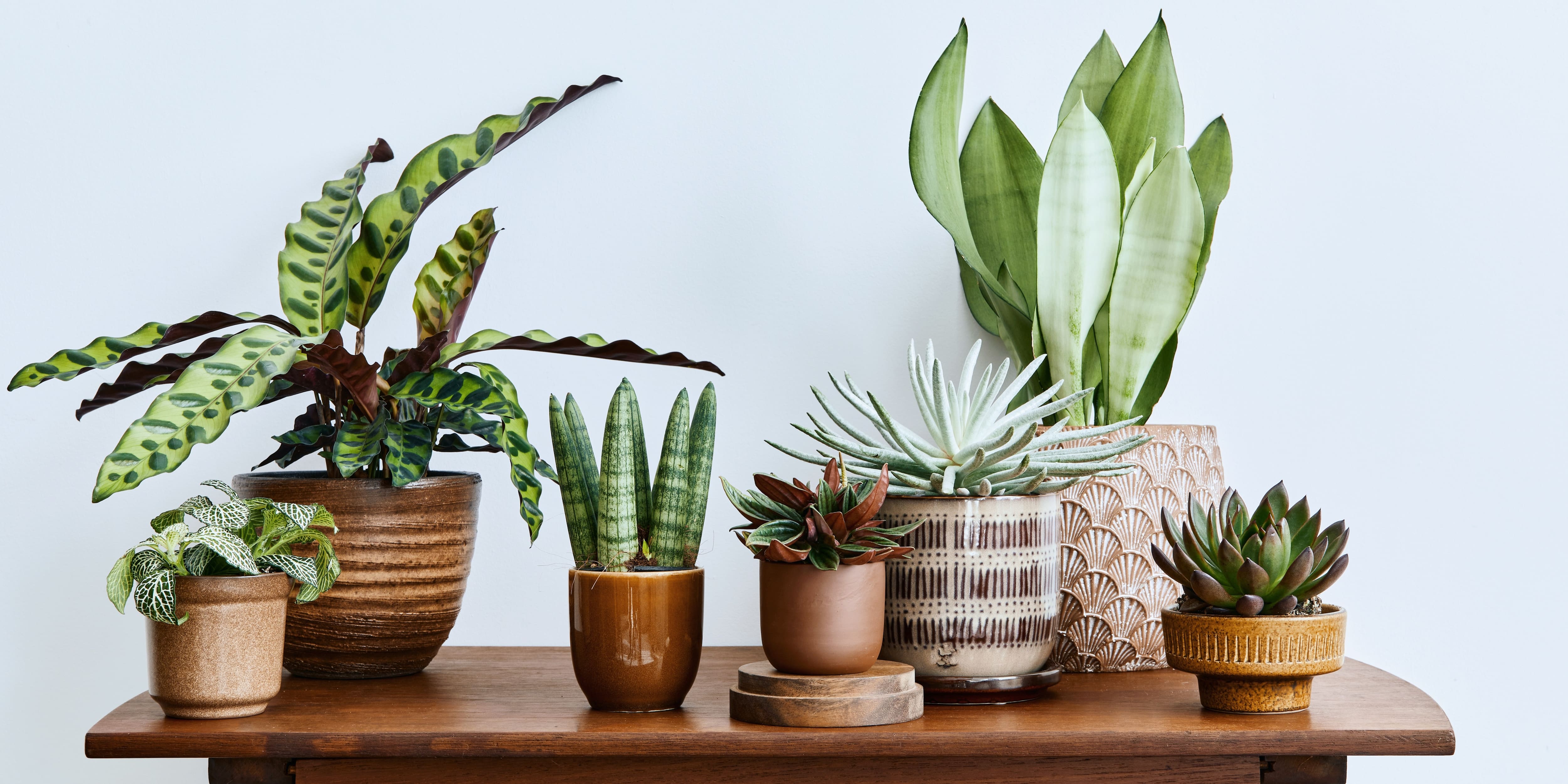 5 plantes d’intérieur à offrir en cadeau